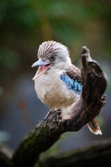 Ice-blue ice-crimpers, bird, blue