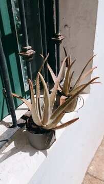 cactus in the street