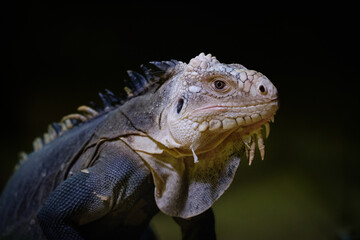 iguana portrait