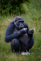 Naklejka premium Monkey, primat, gorilla