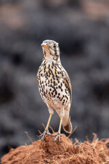 Groundscraper Thrush, Kruger National Park