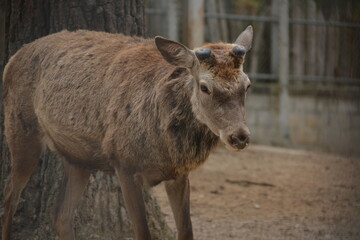 venado macho con cuernos tumbados