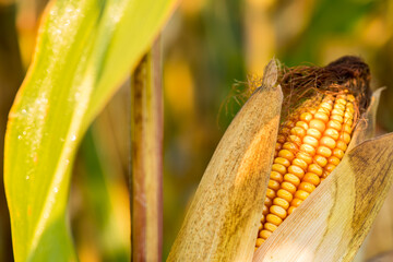 Corn growing, corn on the cob, close-up, cereal ready for harvest.