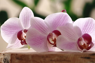 Fototapeta Kwiaty storczyka leżące na drewnianej desce. Orchid flowers lying on a wooden board. obraz