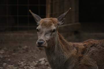 venada hembra de frente