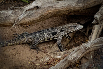 Tupinambis teguixin lizard known as chicken coop thief