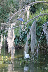 birds in florida lake