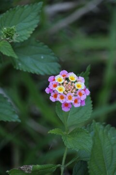 Yellow And Pink Wild Flower