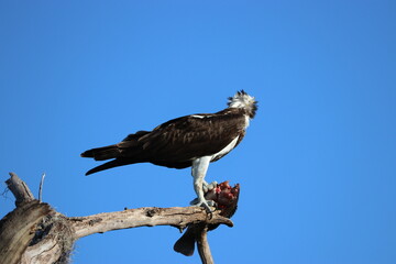 Hawk eating a fish on a tree