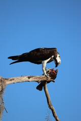 Hawk eating a fish on a tree