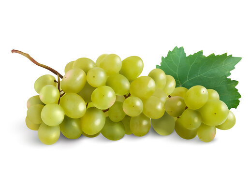 wine grapes, table grapes, realism. Fresh fruit. realistic vector objects