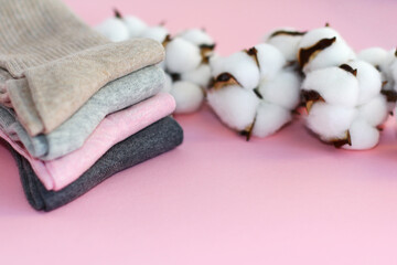 4 pairs of multicolored cotton socks and a branch of cotton on a pink background. the concept of clothing made of natural materials