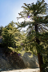 Sunny view of the landscape around Mt. Baldy Trail