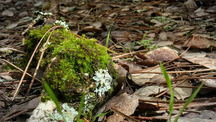 mushrooms in the forest