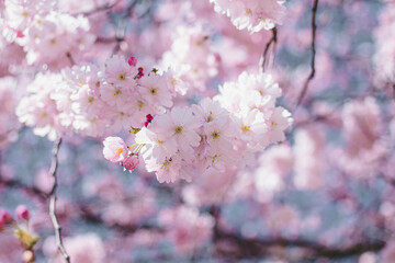 Blooming pink sakura tree in garden
