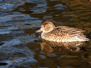 The Eurasian teal (Anas crecca), common teal, or Eurasian green-winged teal is a common and widespread duck which breeds in temperate Eurosiberia and migrates south in winter. Female