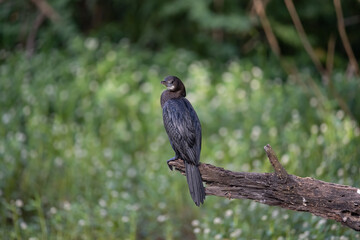 Cormorant patiently relaxing on a tree branch and enjoying solidarity in the forrest