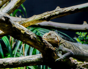 iguana on a tree