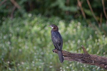 Naklejka na ściany i meble Cormorant or Darter bird waiting patiently on a branch of tree during morning hours