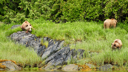 A mother grizzly bear and her two cubs in the bright spring grass with one cub sleeping on a rock...