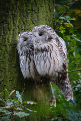 owl bird