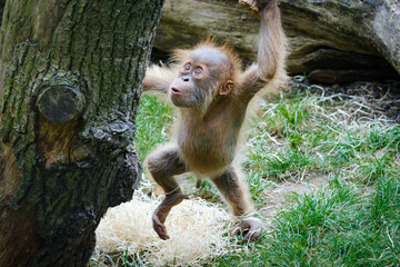 orangutan, big monkey, baby monkey