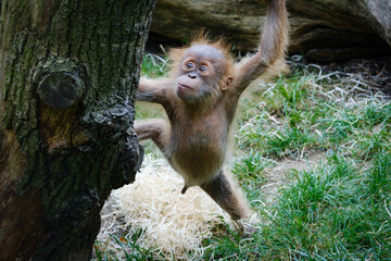 orangutan, big monkey, baby monkey