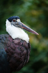 Stork bird