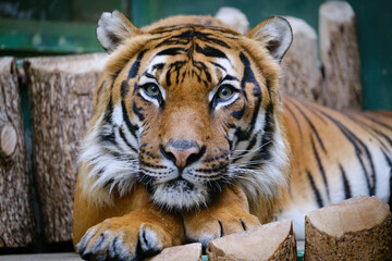 Portrait of tiger