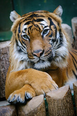 Portrait of tiger