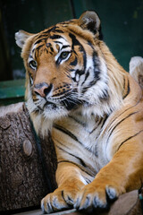 Portrait of tiger