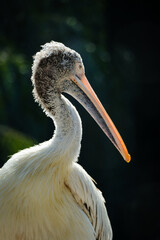 portrait of pelican