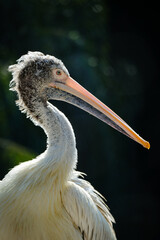 portrait of pelican