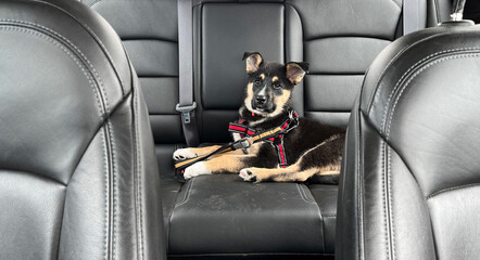 Puppy buckled into the backseat of a car with leather seats, fastened with a red harness and ready...