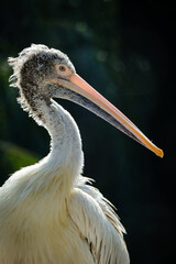 portrait of pelican
