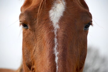 The eyes of the horse