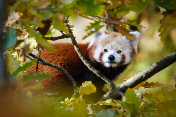 red panda on the tree