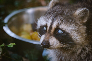 portrait of racoon 