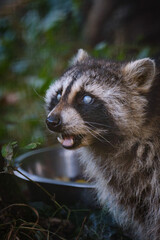portrait of racoon 