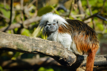 portrait of mamnal on the tree