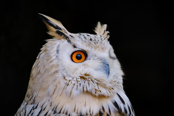 portrait of owl