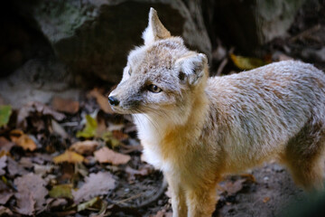 fox, fenek, small cat