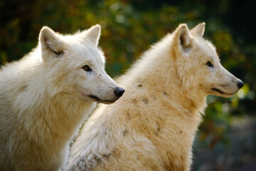 Obraz premium arctic wolf, portrait, hungry, meat