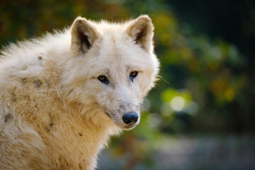 arctic wolf, portrait, hungry, meat