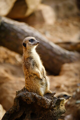 Fototapeta premium meerkat standing on the rock
