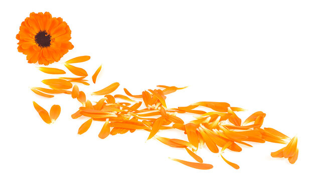 Marigold petals sales