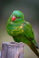 parrot, green bird