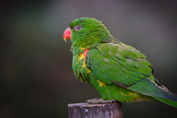 parrot, green bird