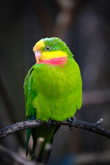 Fototapeta na wymiar parrot, green bird