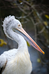 portrait of pelican